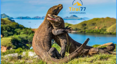 Pulau Komodo: Petualangan Tak Terlupakan