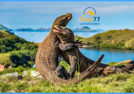 Pulau Komodo: Petualangan Tak Terlupakan